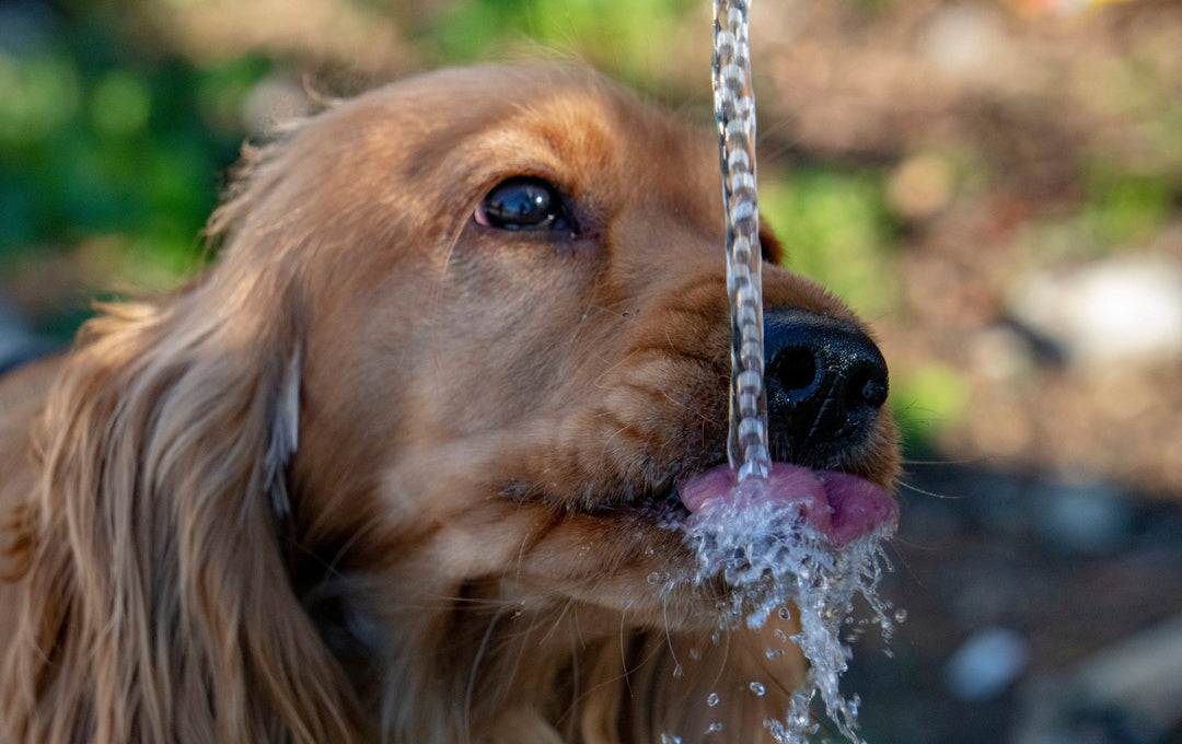 The Importance of Pet Hydration